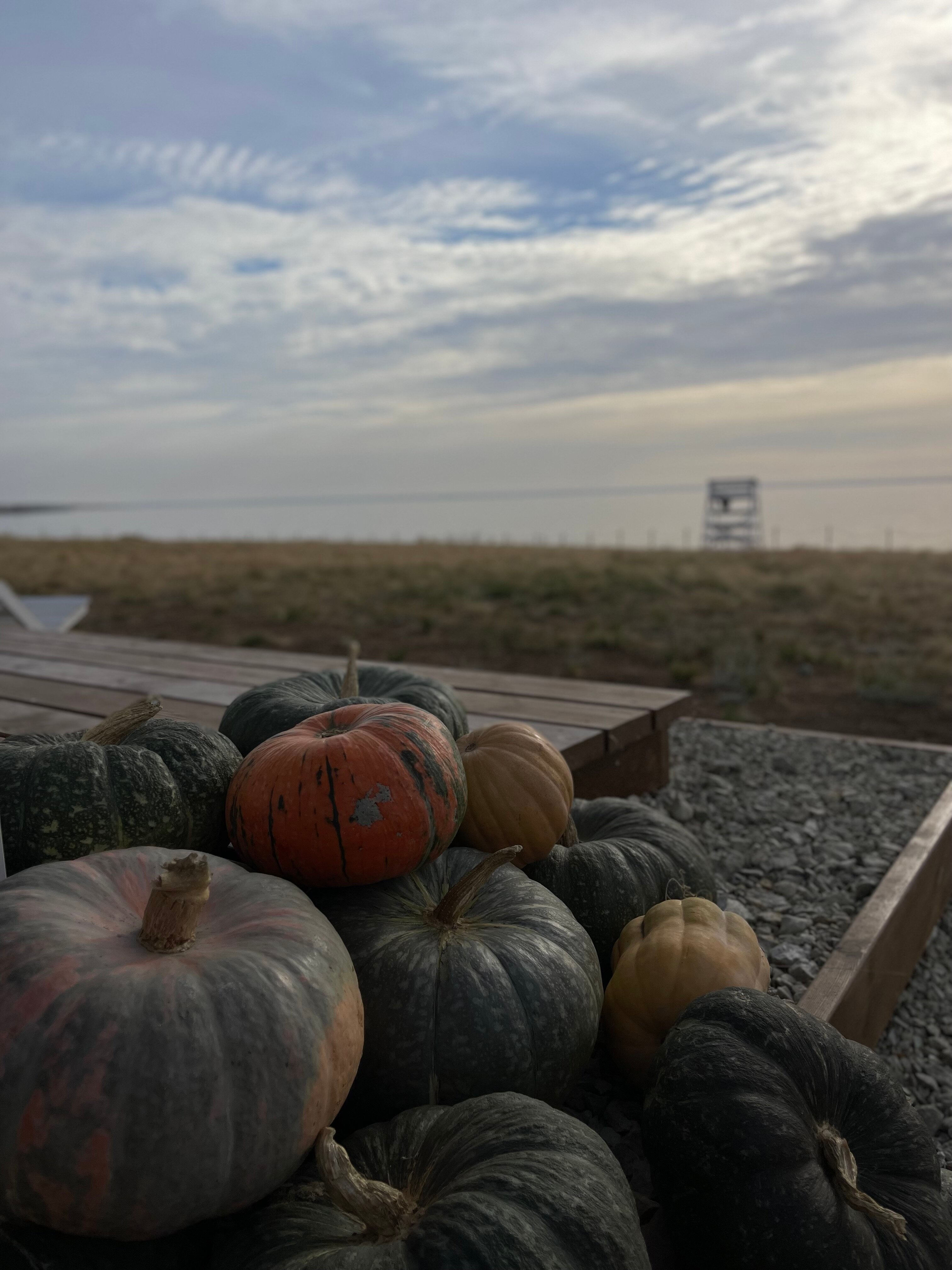 Фото Полынь