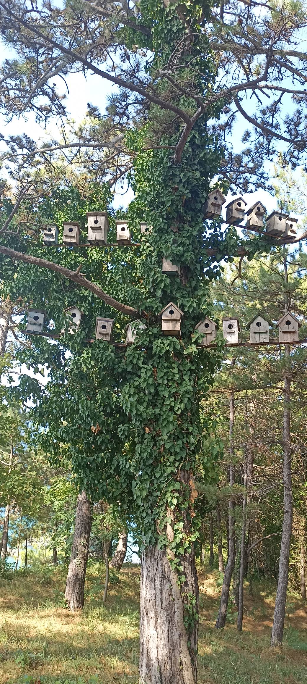 Фото Лунная поляна