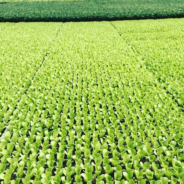 Garden center Iklim Fide Uretim Tesisleri, Antalya, photo