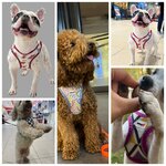 Glory Pet Grooming (İstanbul, Kartal, Karlıktepe Mah., Soğanlık Cad., 51), pet salon