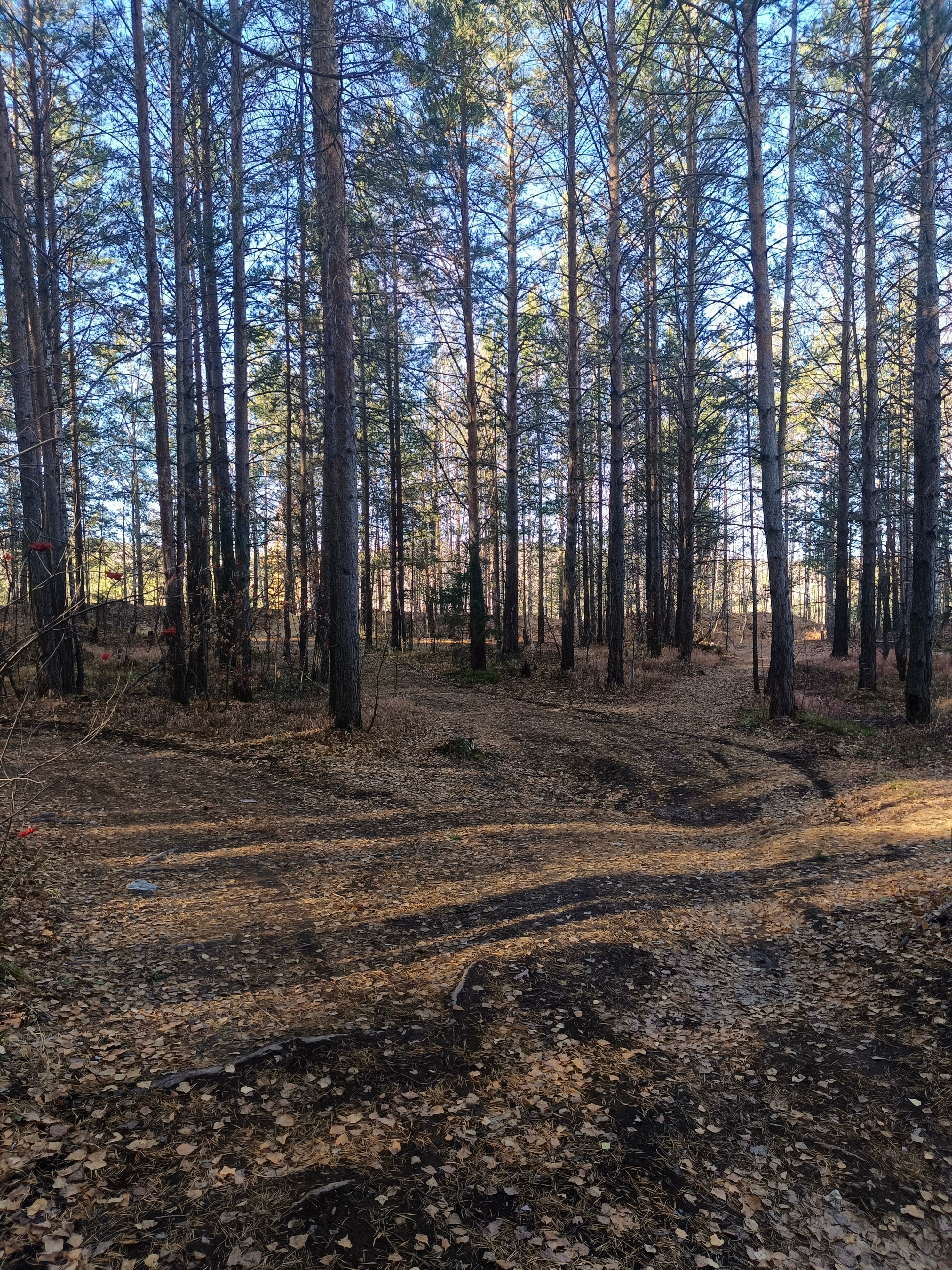 Фото Forest tale