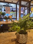 Nata Lisboa - Galata (Istanbul, Beyoglu, Buyuk Hendek Avenue, 20), cafetería