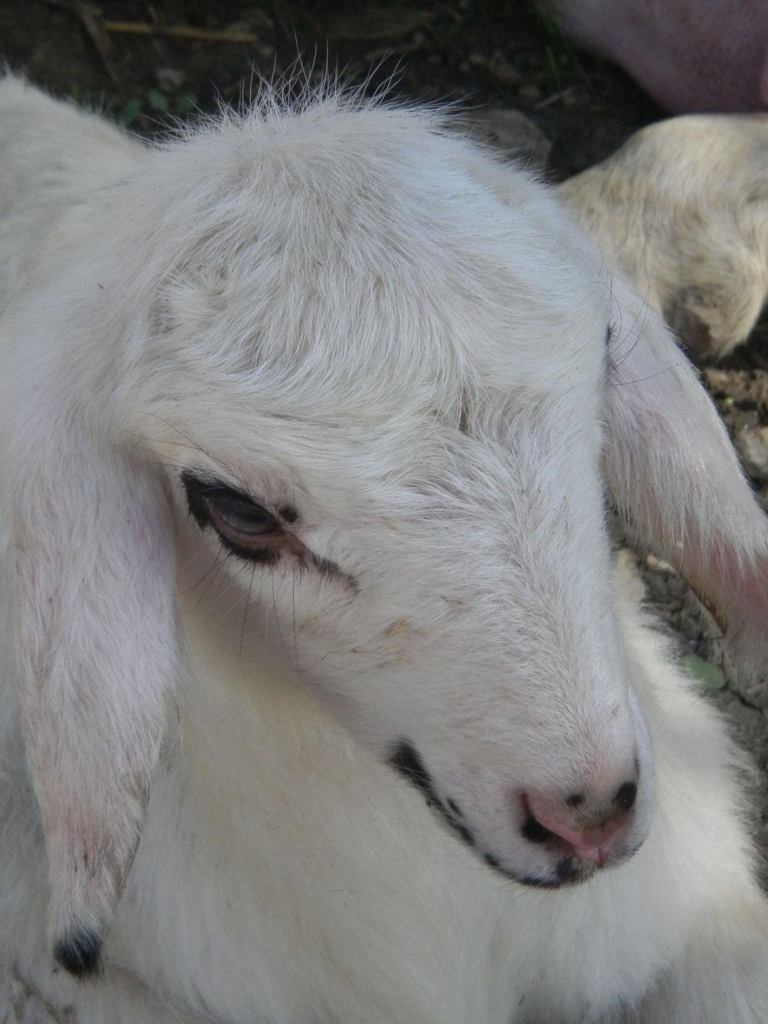 Фото Villa Diana