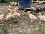 Kury_utki_broiler (selo Staroye Subkhankulovo, Zheleznodorozhnaya ulitsa, 14) ، مزرعة ماشية