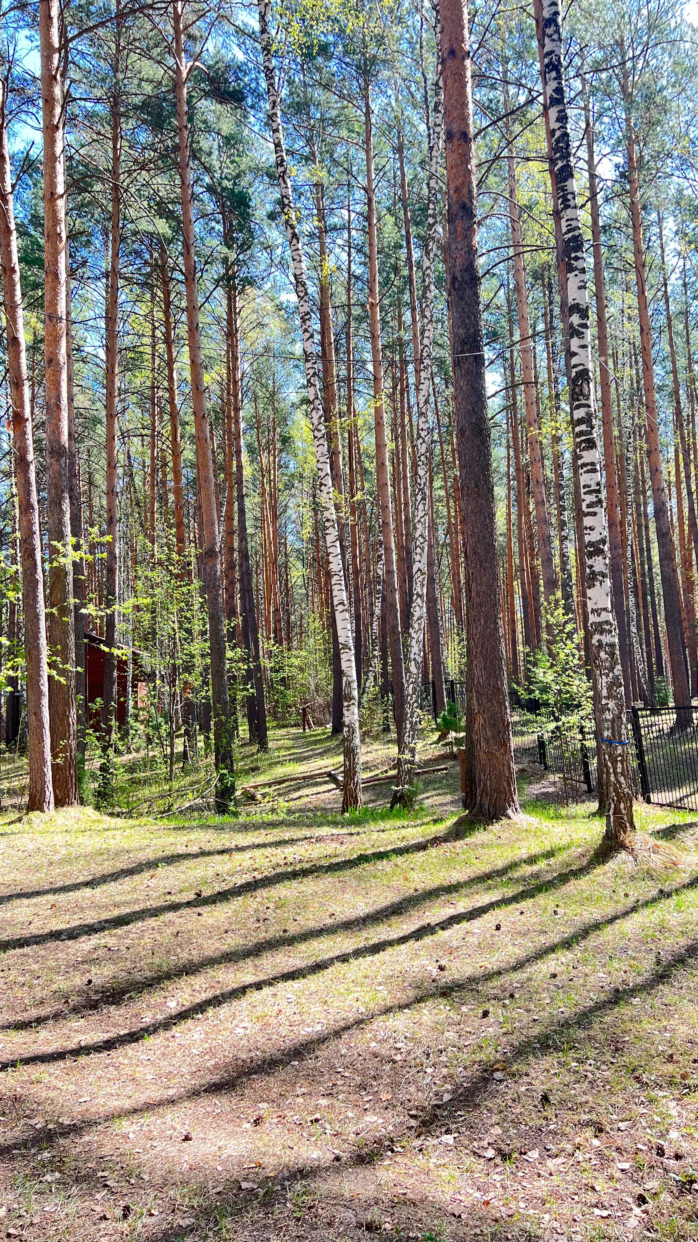 Фото Лесной