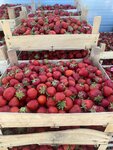 Клубника из Лесного (Kaliningrad Region, Guryevskiy munitsipalny okrug), verduras y frutas al por mayor