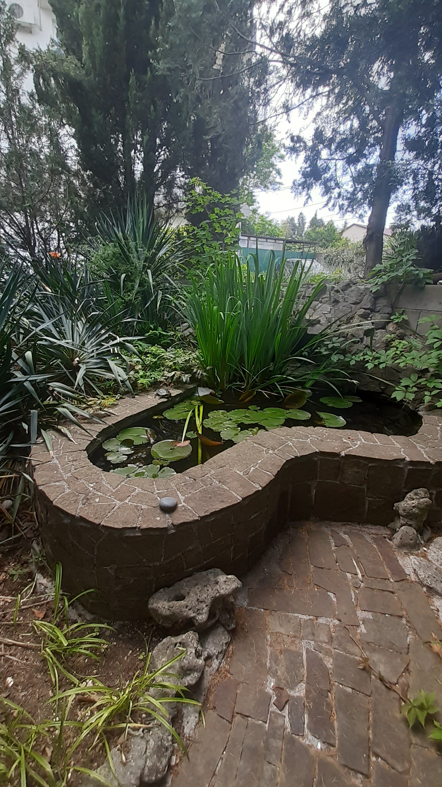 Фото Афалина