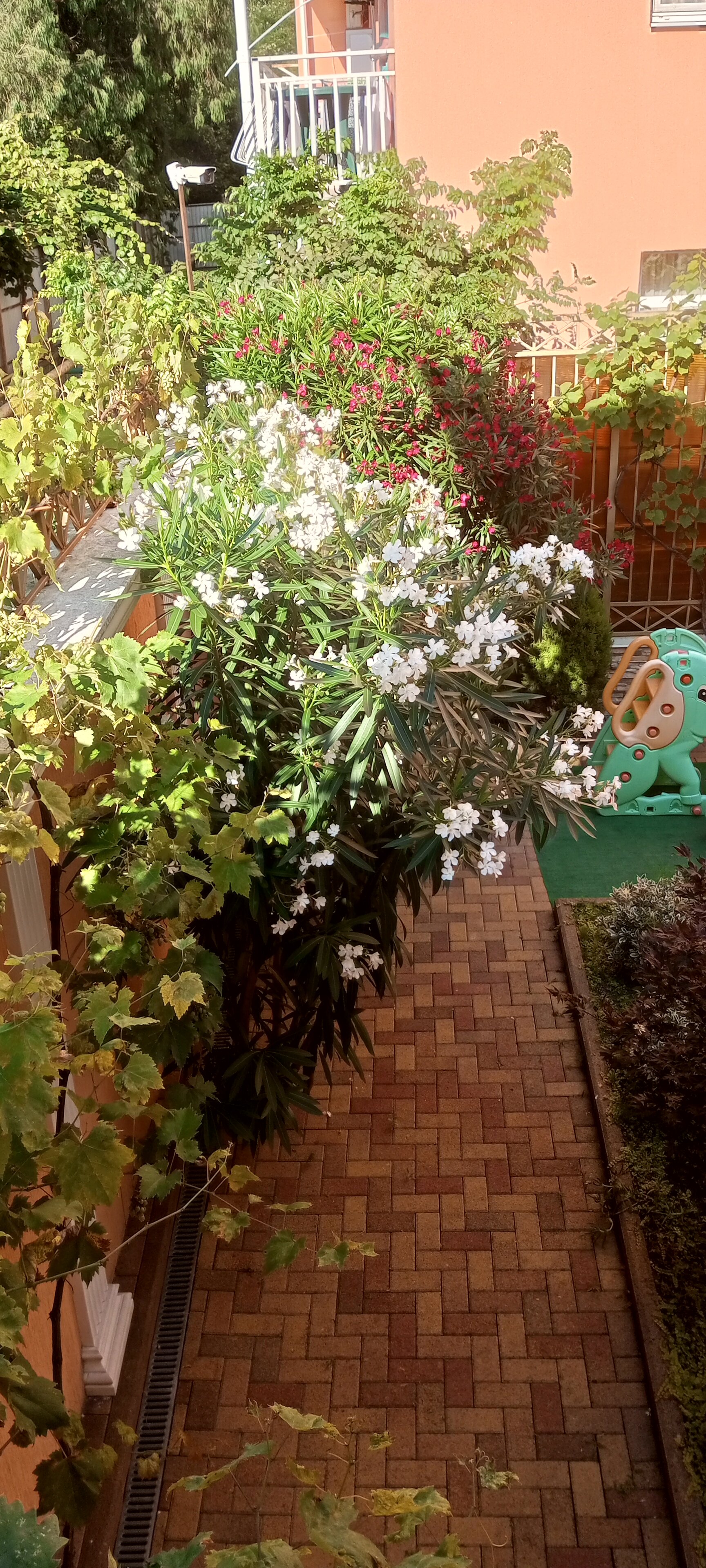 Фото Каллисто