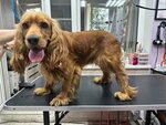 Happy Dog (Podolsk, Lvovskiy Microdistrict, Ordzhonikidze Street, 2к3) ، صالون حيوانات أليفة