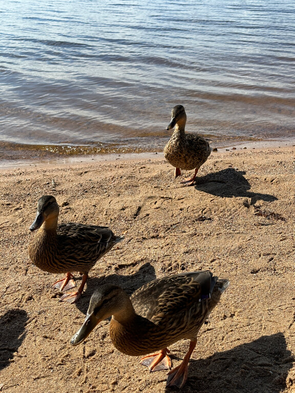 Фото Орлинка