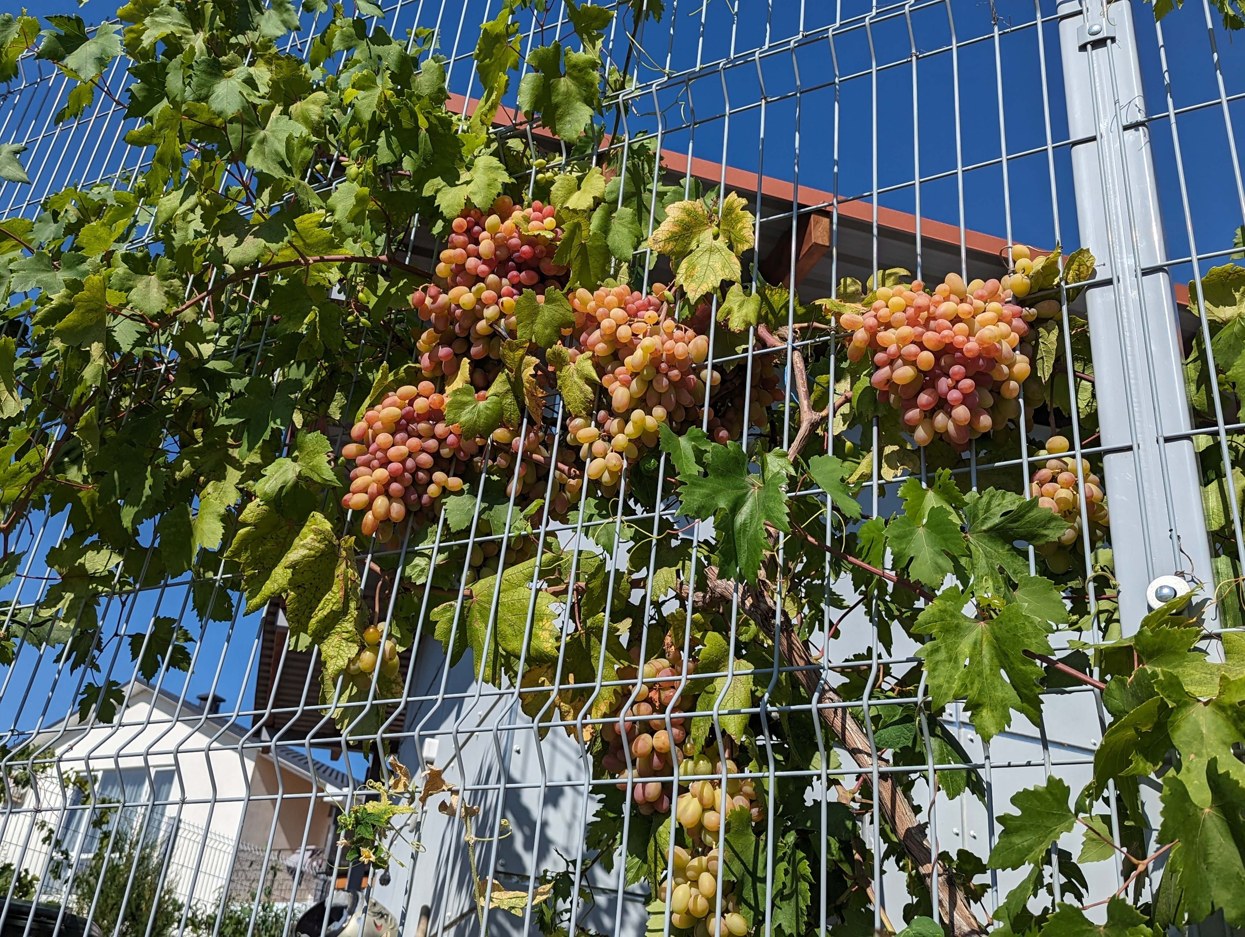 Фото Селена