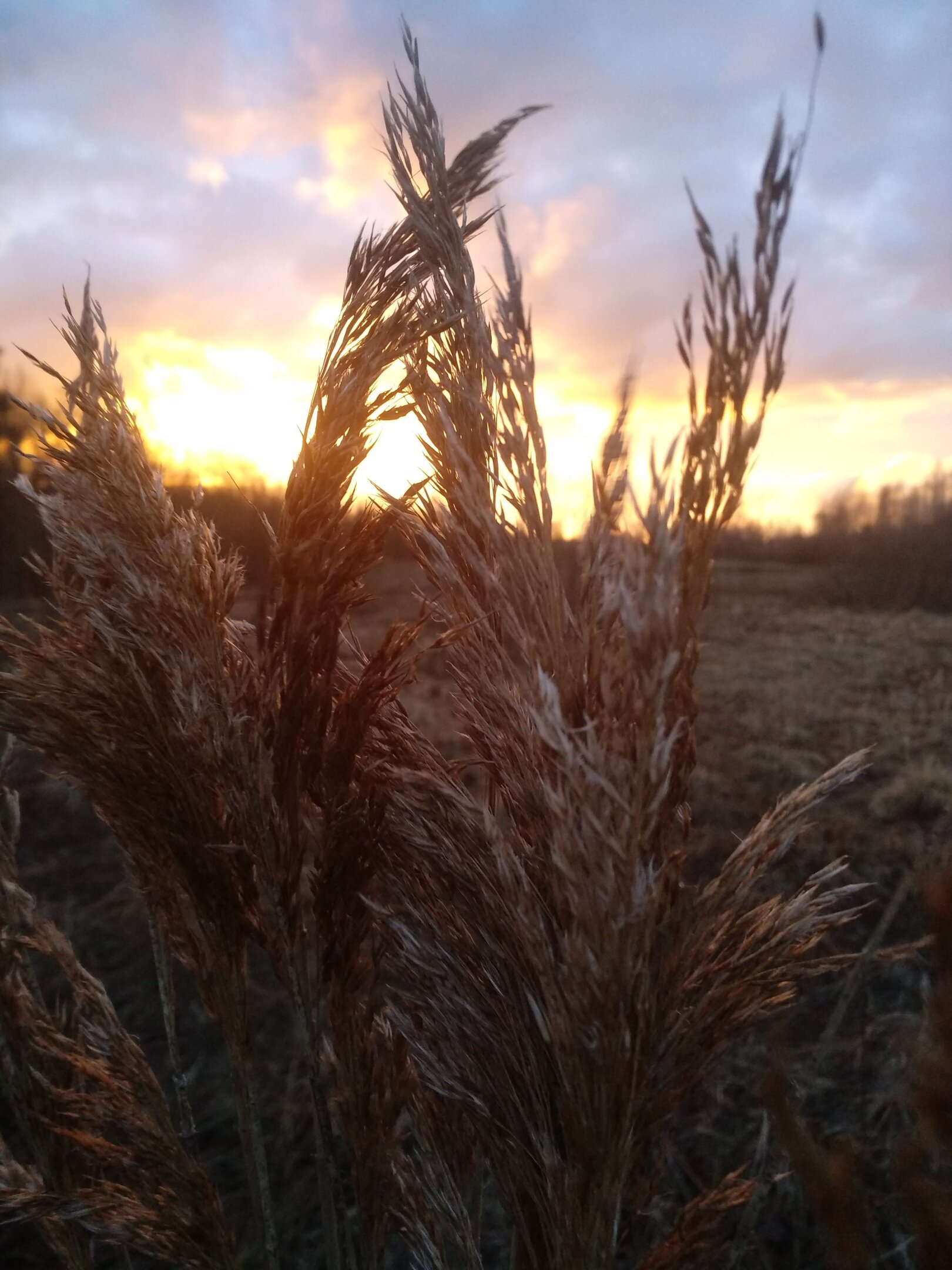 Фото Вьюлка