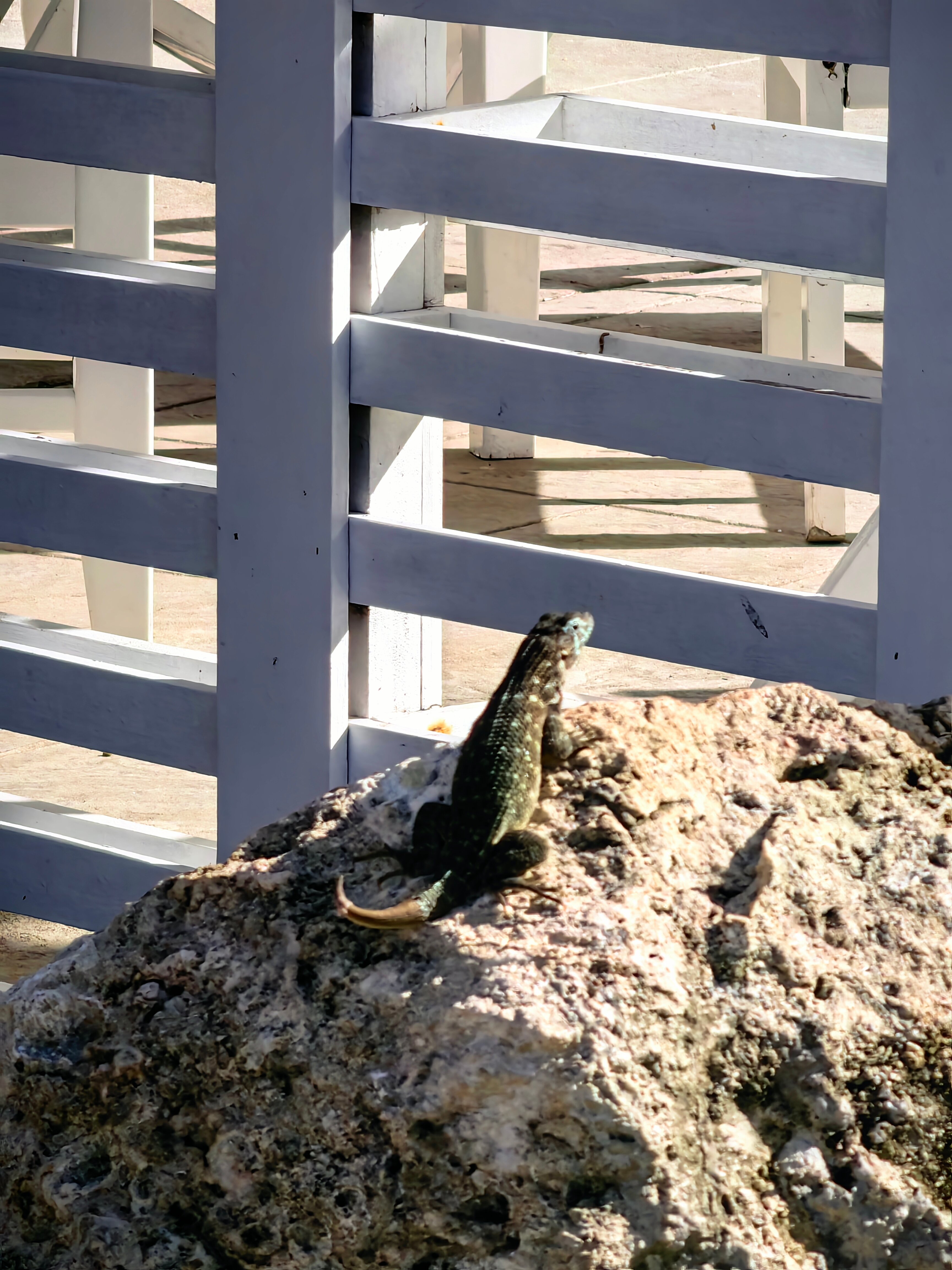 Фото Melia Varadero