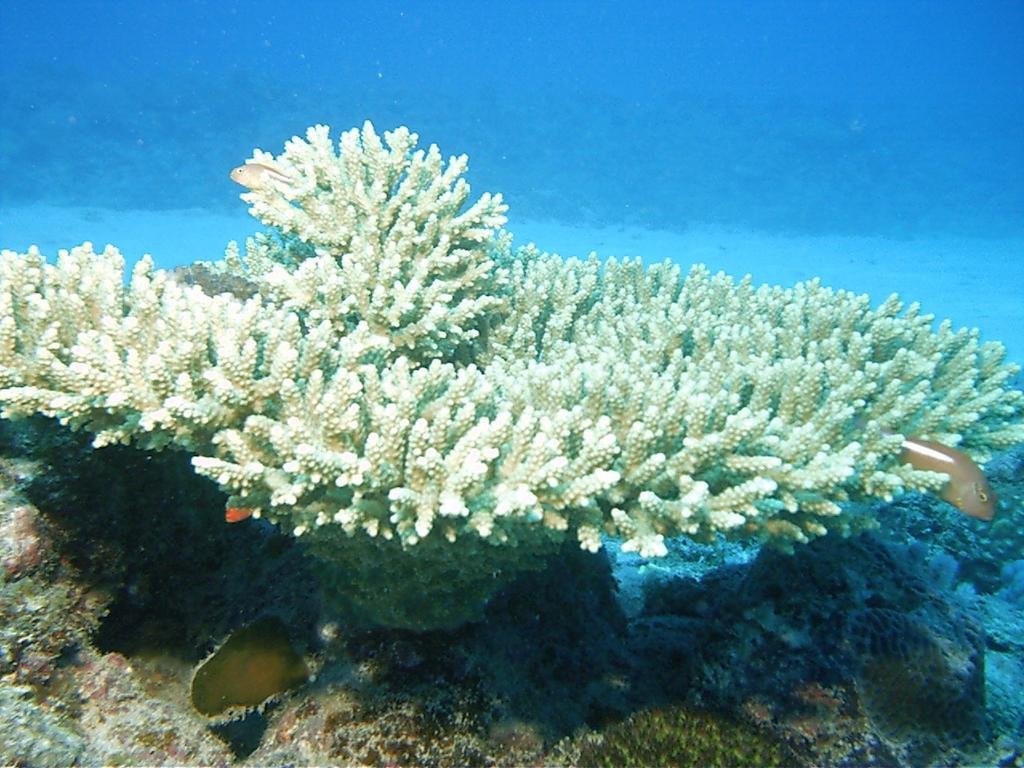 Фото Le Peninsula Bay Beach Resort