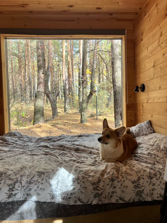 Фото Место под соснами