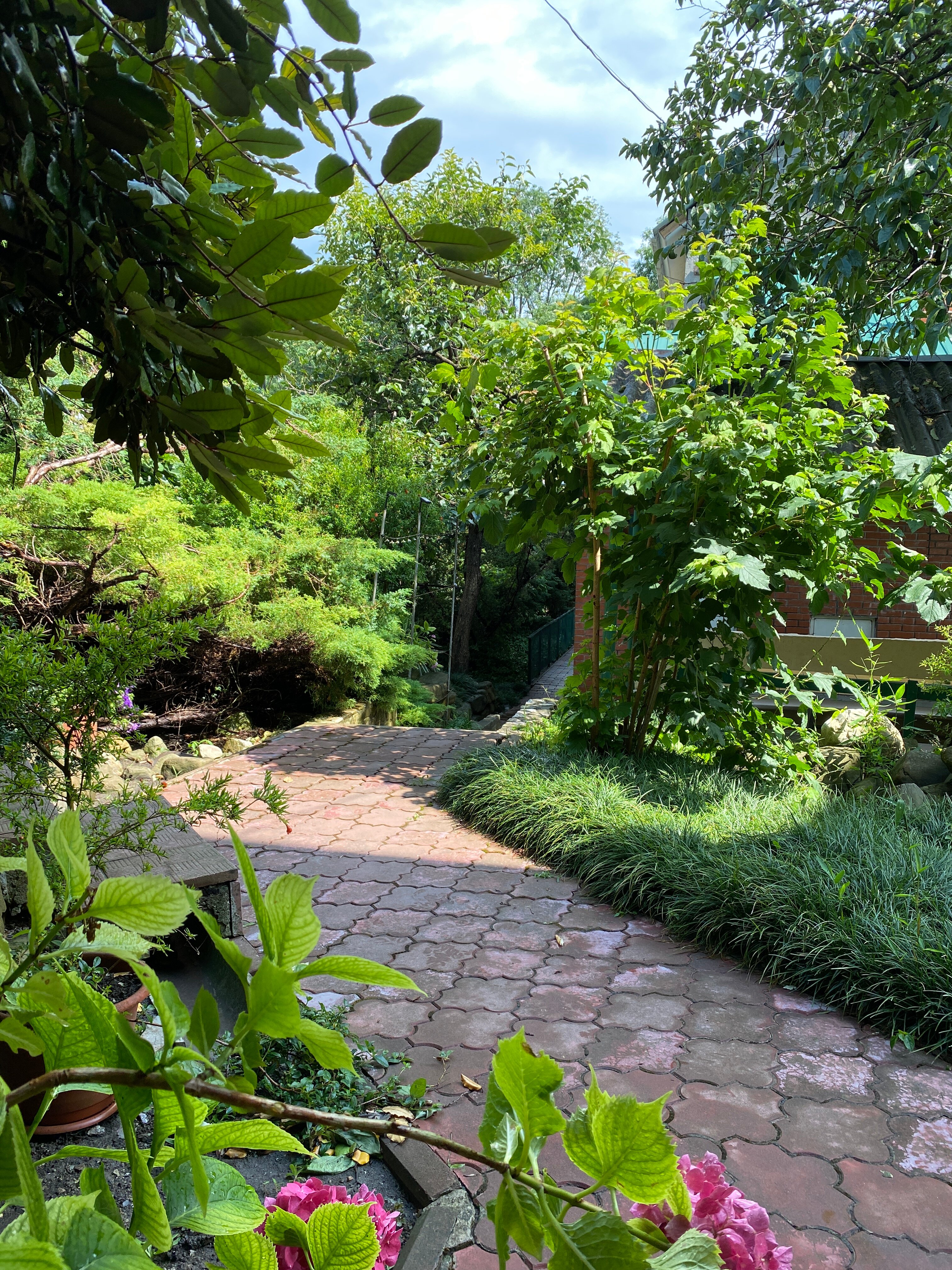 Фото Золотая рыбка