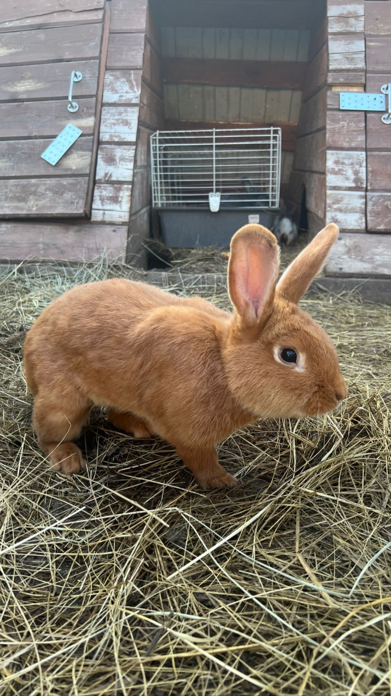 Фото Scandi Village