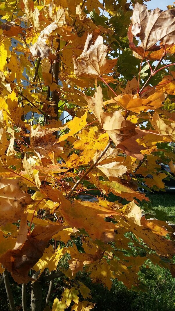 Фото Вьюлка