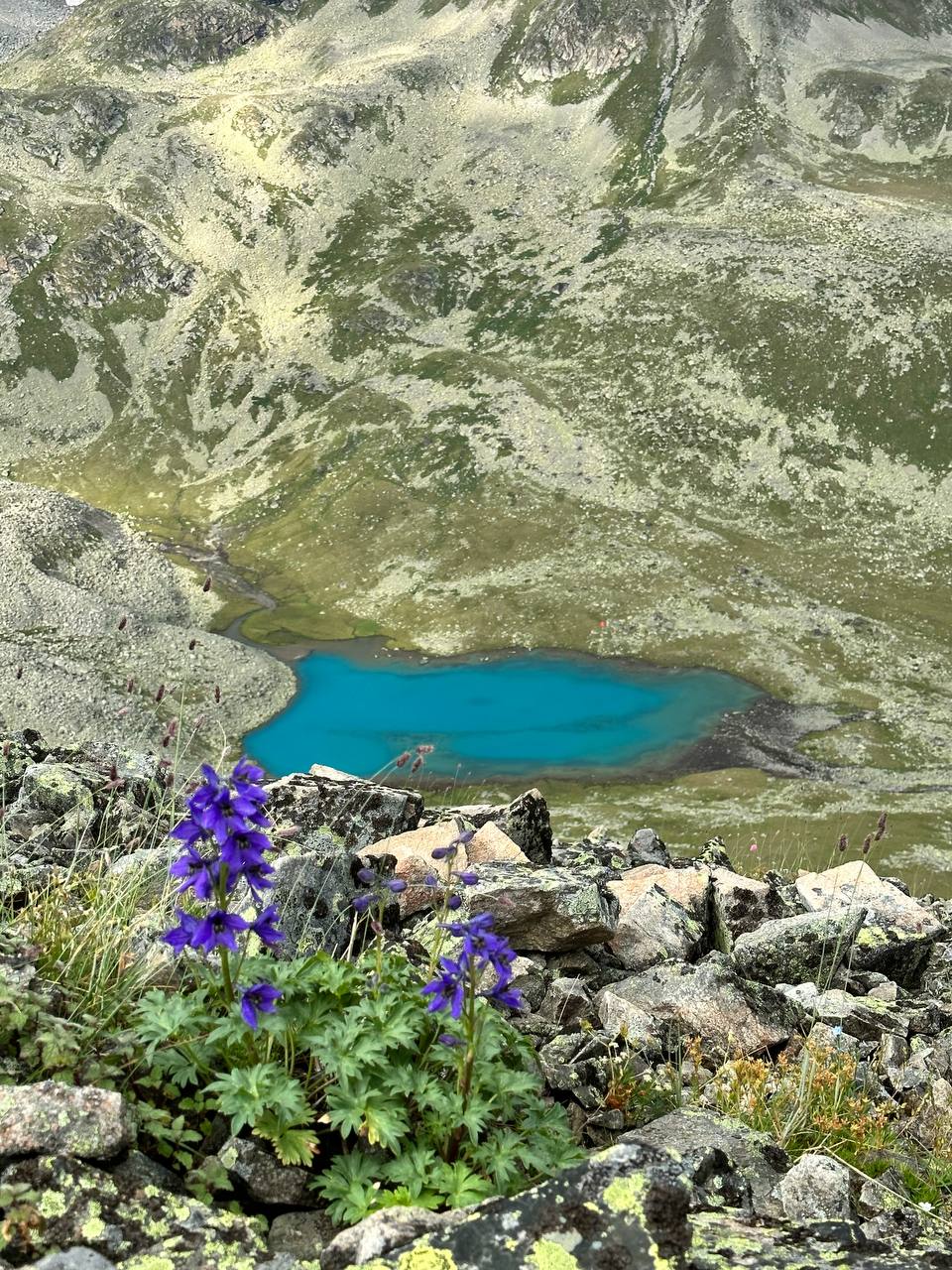 Фото Шафран