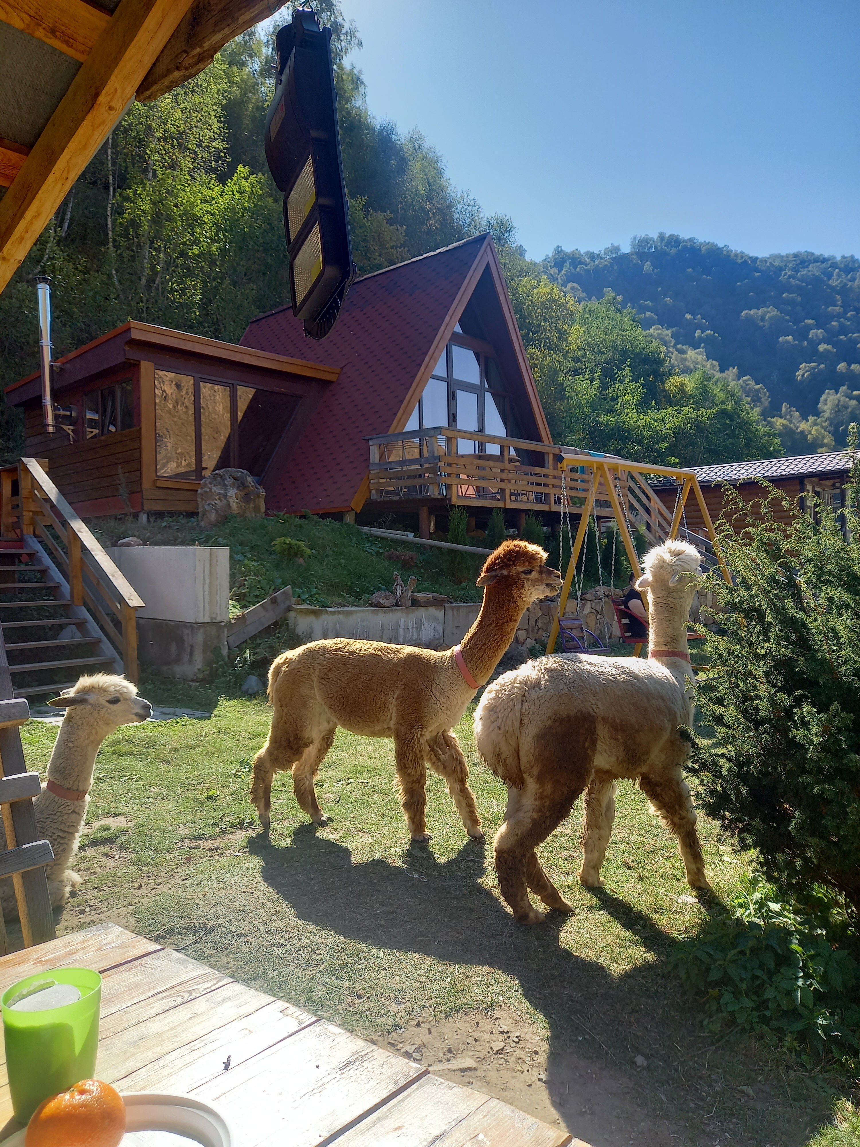 Фото Альпака