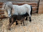 Serebryanaya Podkova Pony club (Stanislavskogo Street, 1Ак4) ، حديقة الحيوانات