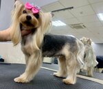 Alis (6th Microdistrict, ulitsa Valerii Gnarovskoy, 7), salón de mascota, peluquería de animales