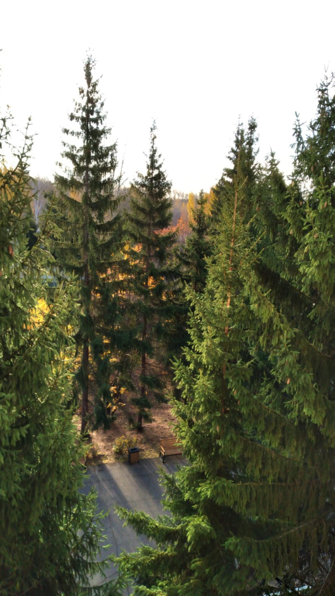 Фото Жемчужина