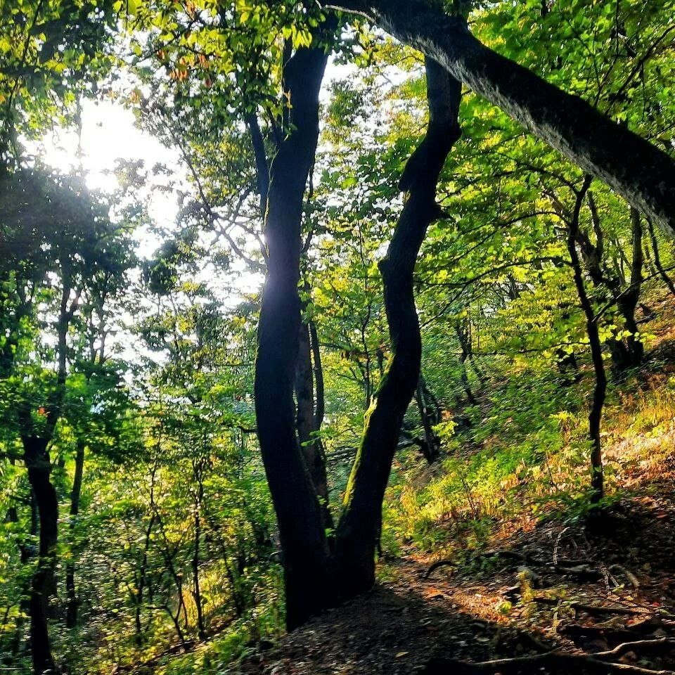 Фото Лесной уголок