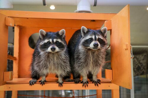 Zoo Планета енотов, Lubercy, photo