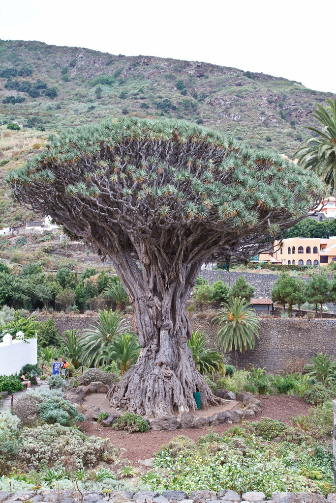 Landmark, attraction Drago de Milenario, Canary Islands, photo