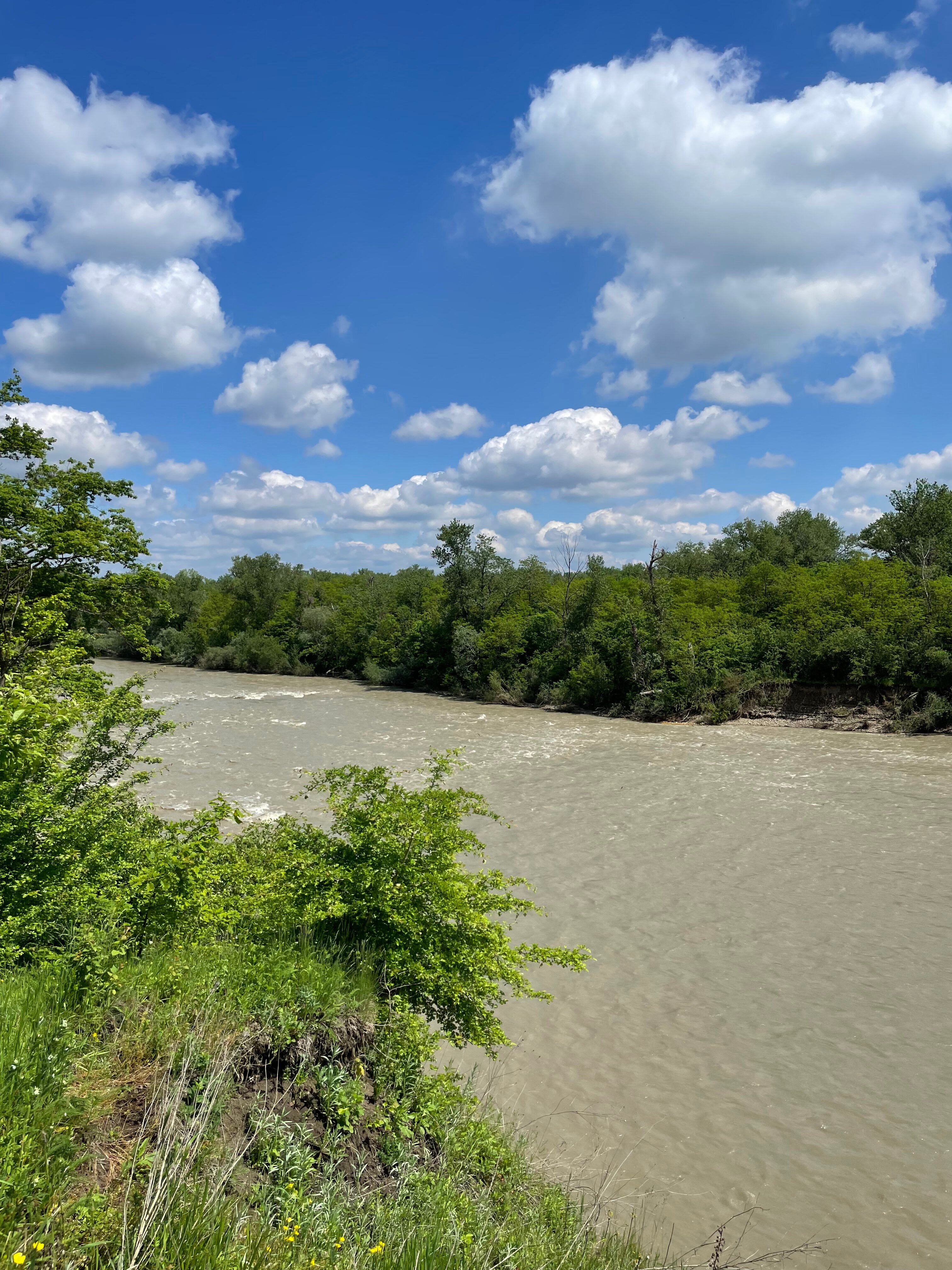 Фото Стрижи