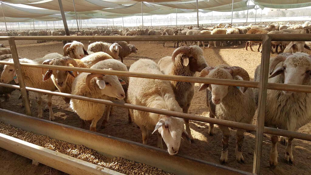 Intensive animal farming Trans Emirates Livestock Trading LLC, Dubai, photo
