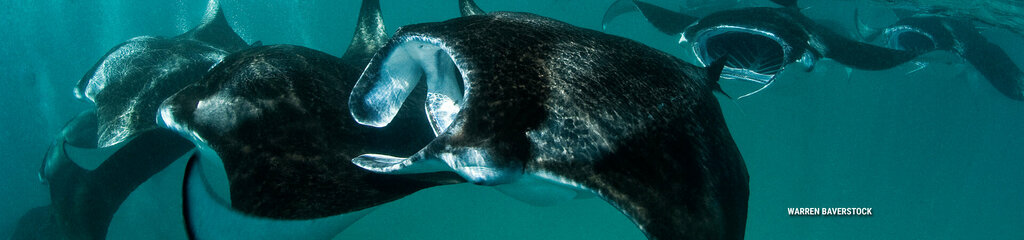 Diving Emirates Diving, Sharjah, photo