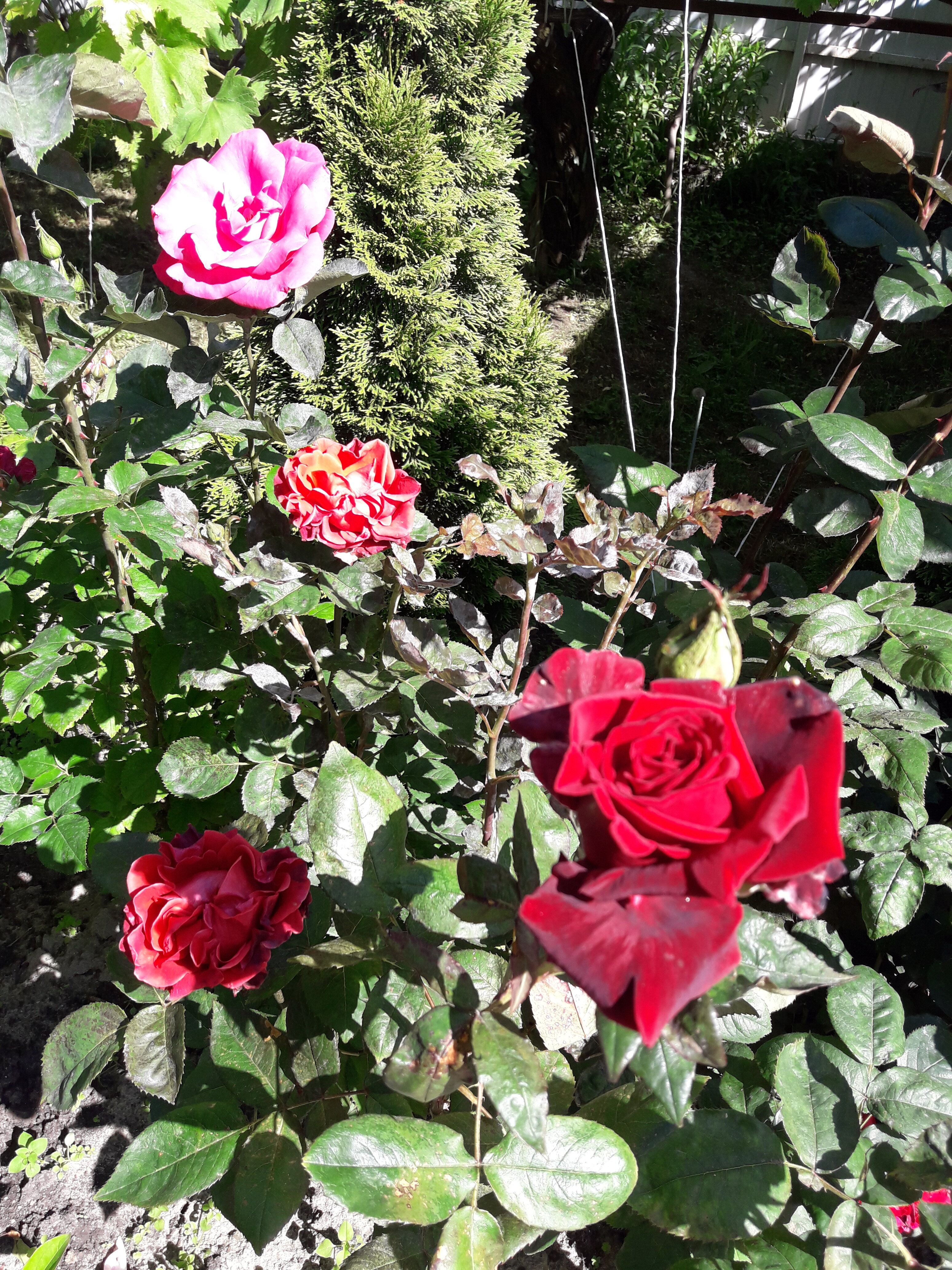 Фото Лакшми