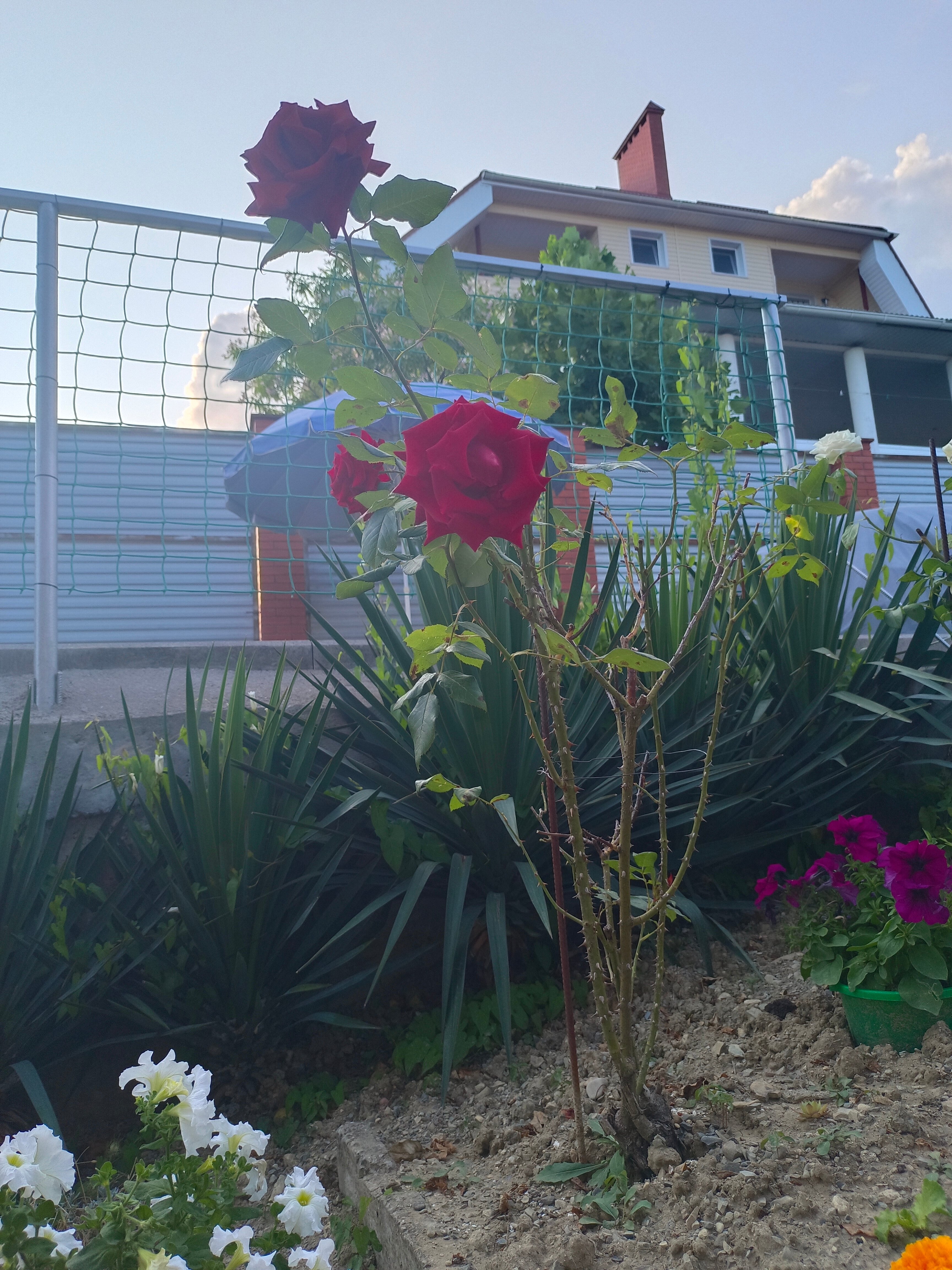 Фото Магнит