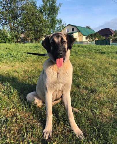 Питомник животных Питомник турецкого кангала Selim Kangal, Минская область, фото