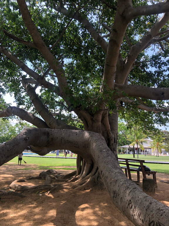 Фото Trinco Blu by Cinnamon