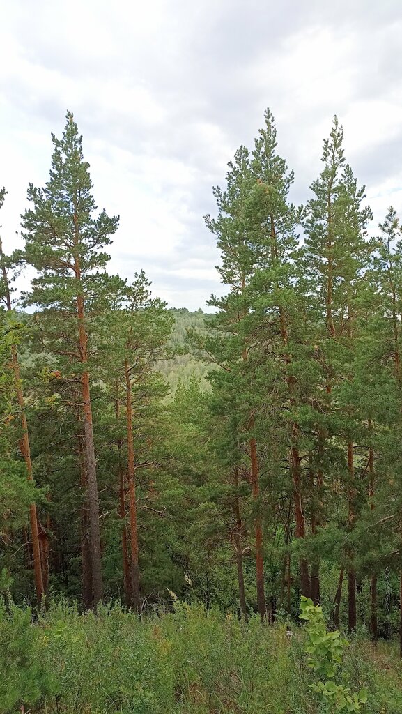 Mountain peak Шиловская шишка, Ulyanovsk Oblast, photo