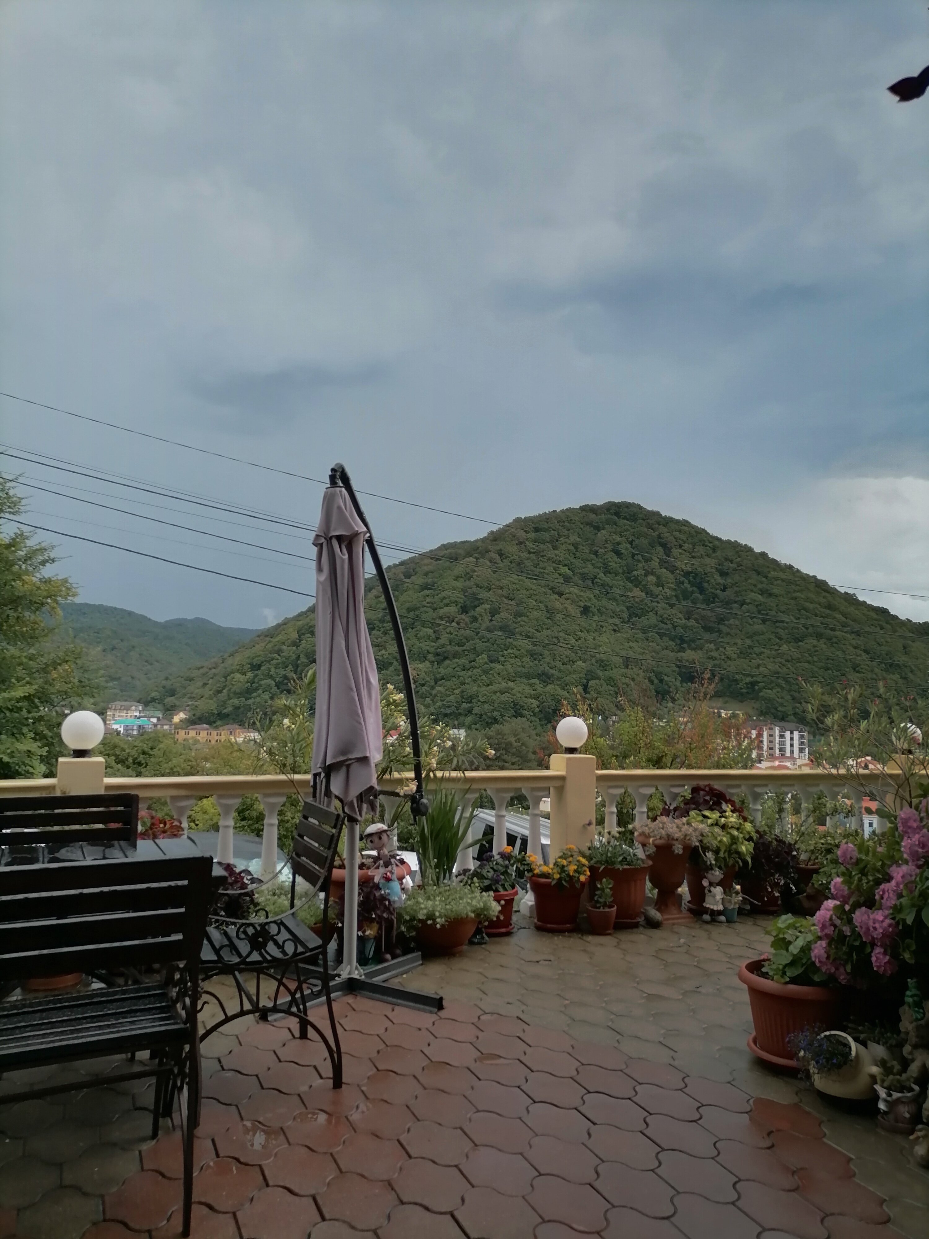 Фото Рамелия