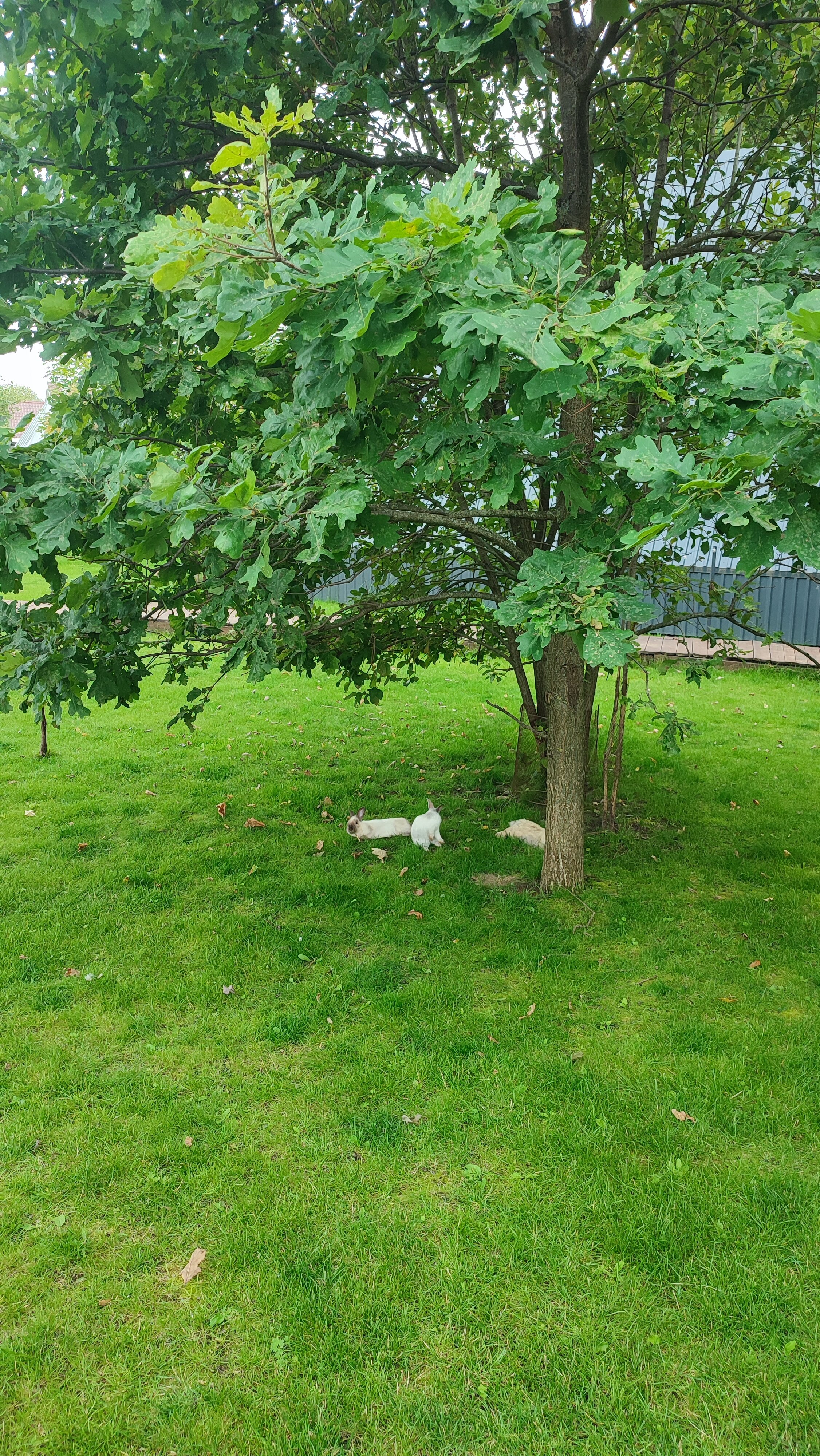 Фото Жёлуди