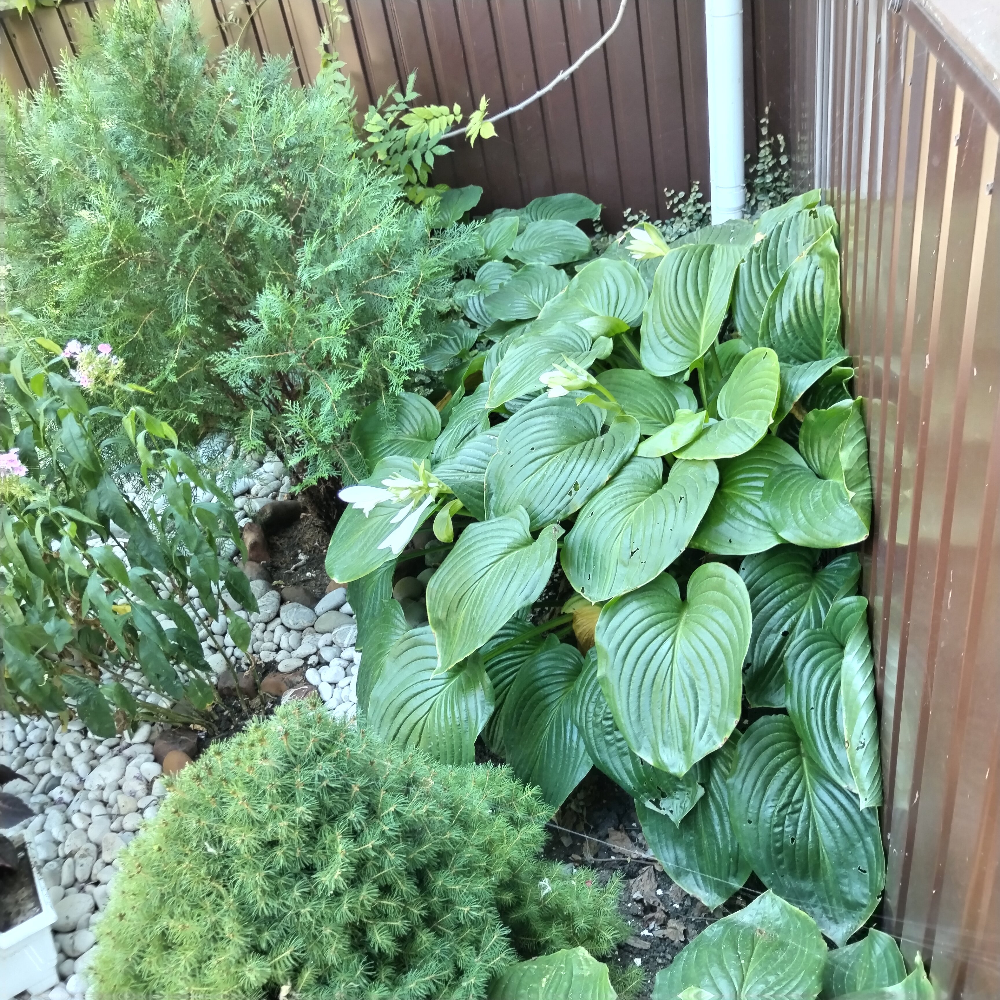 Фото У Петровича