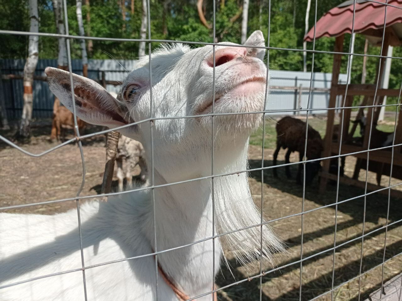 Фото Агроусадьба Мечта