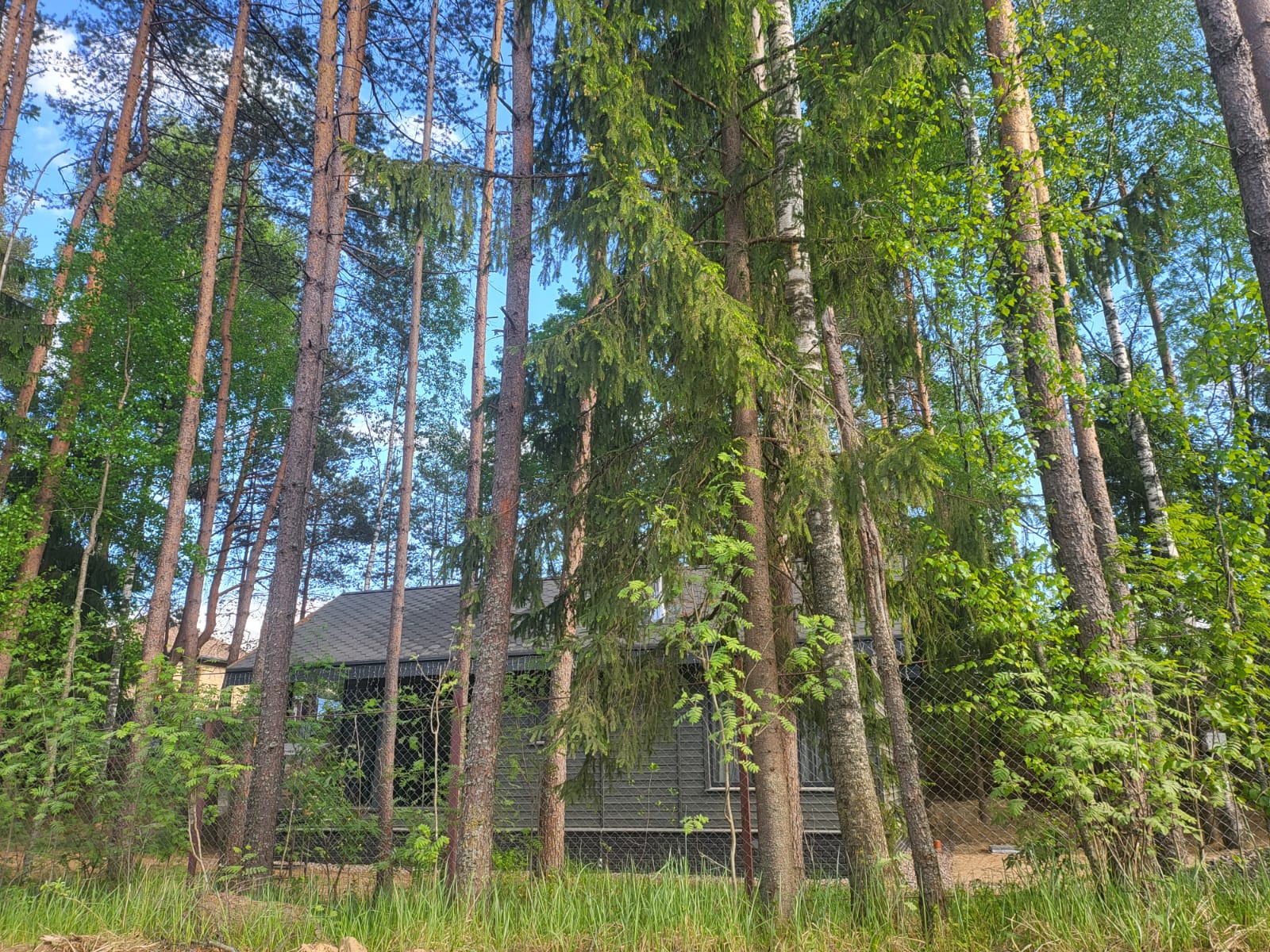 Фото Лосиный ключ