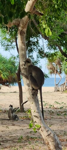 Внешний вид отеля Pigeon Island Beach Resort в Нилавелях, фото 2
