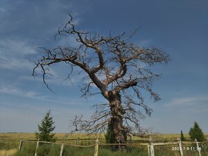 Лиственница-долгожитель (Orenburg Region, Adamovskiy rayon), landmark, attraction