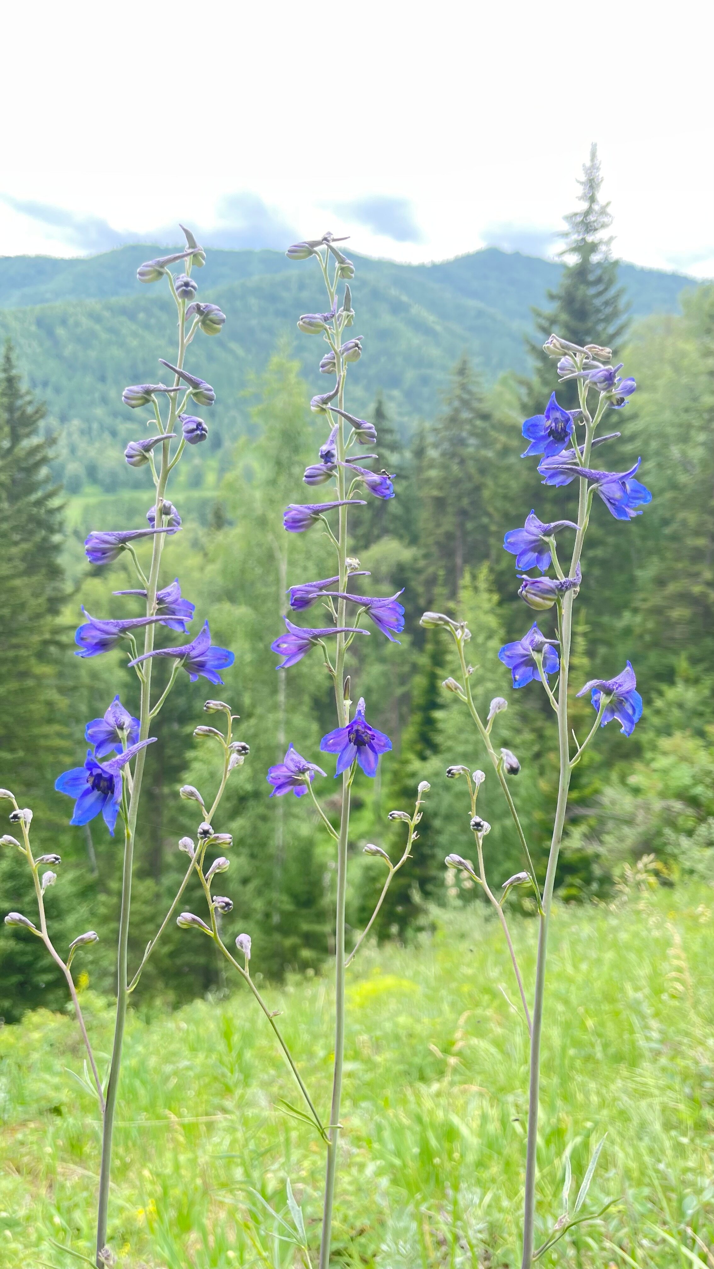 Фото Фазенда