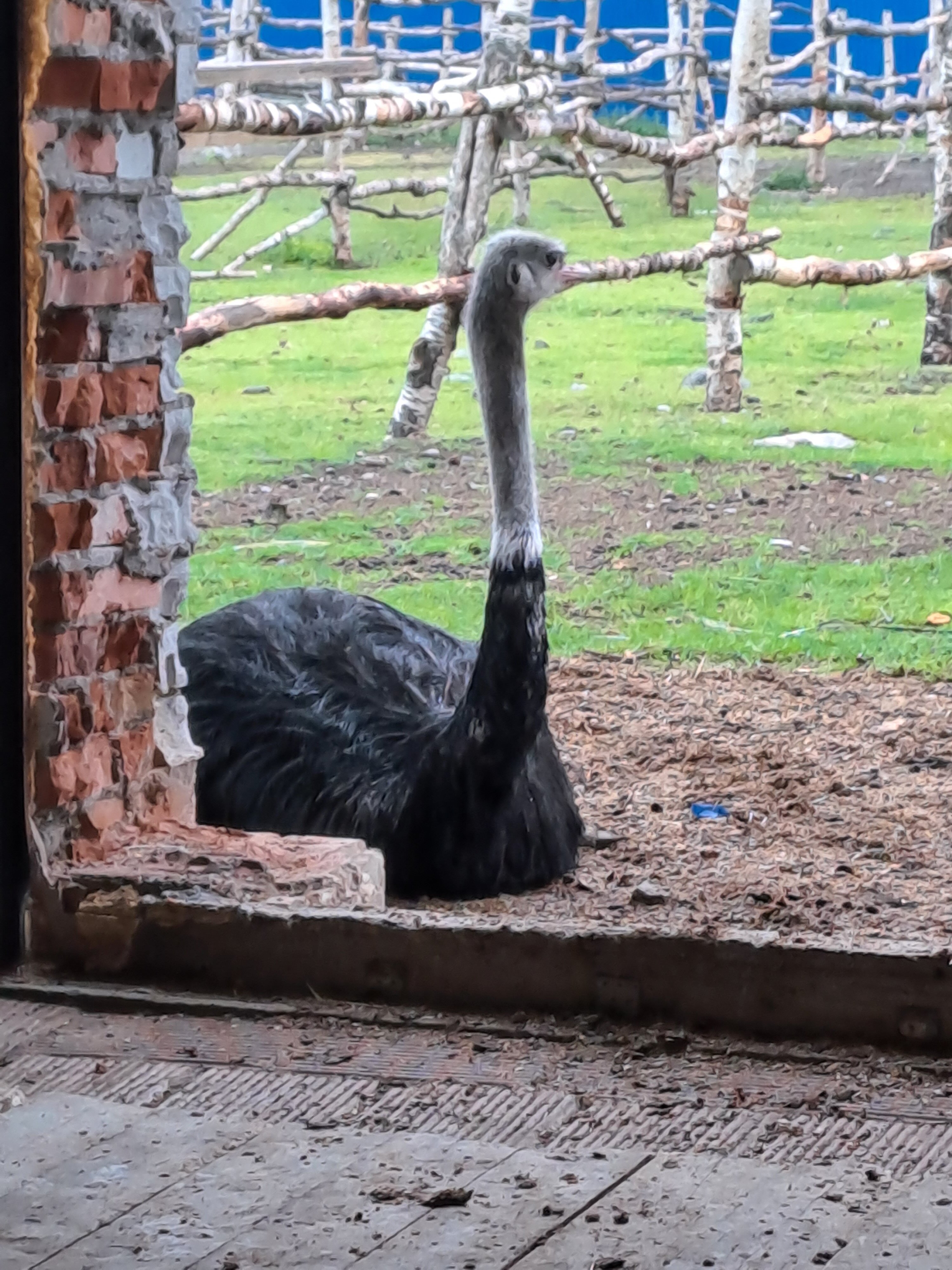 Фото Мурманская страусиная ферма