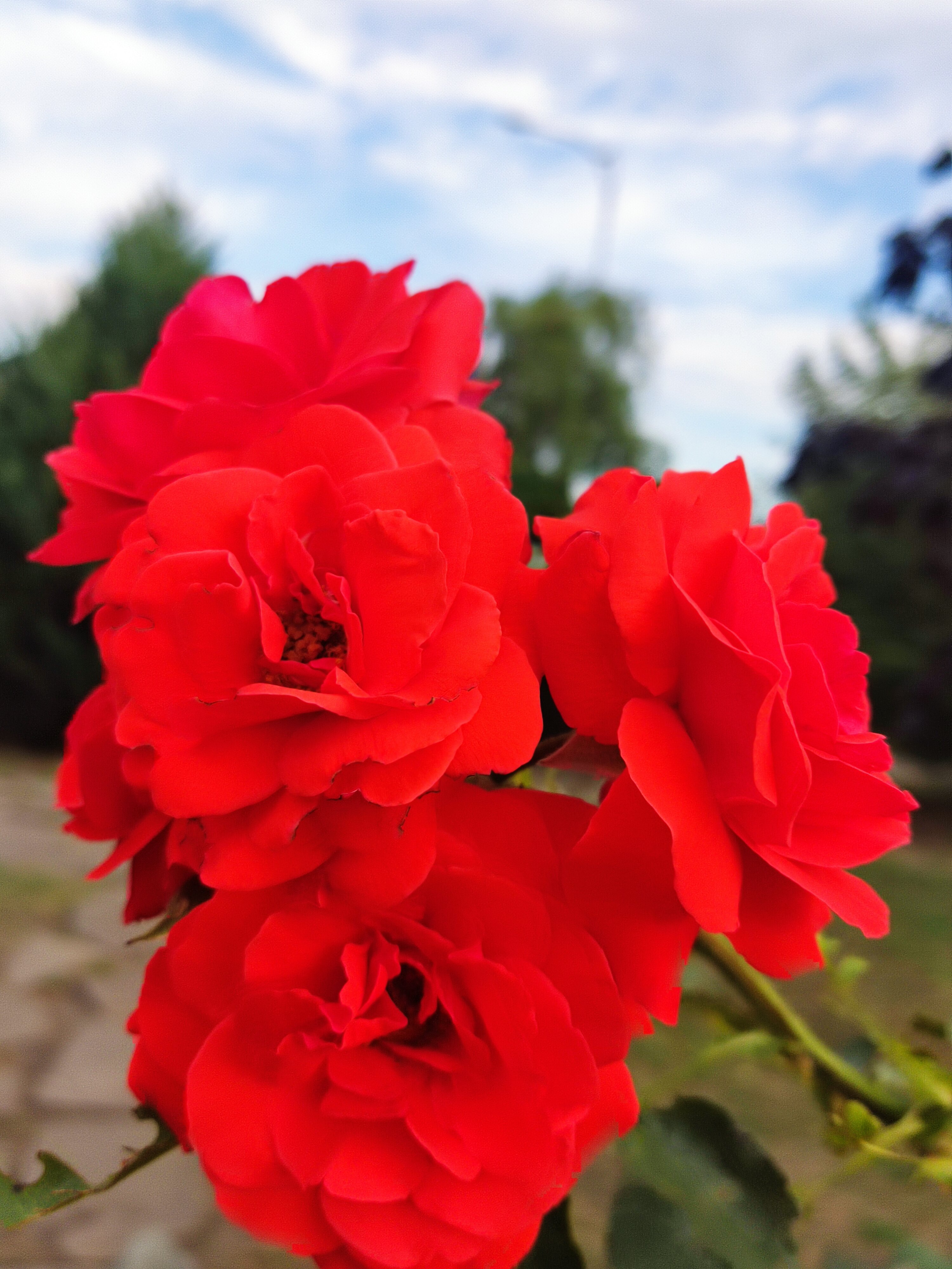 Фото Роза Ветров