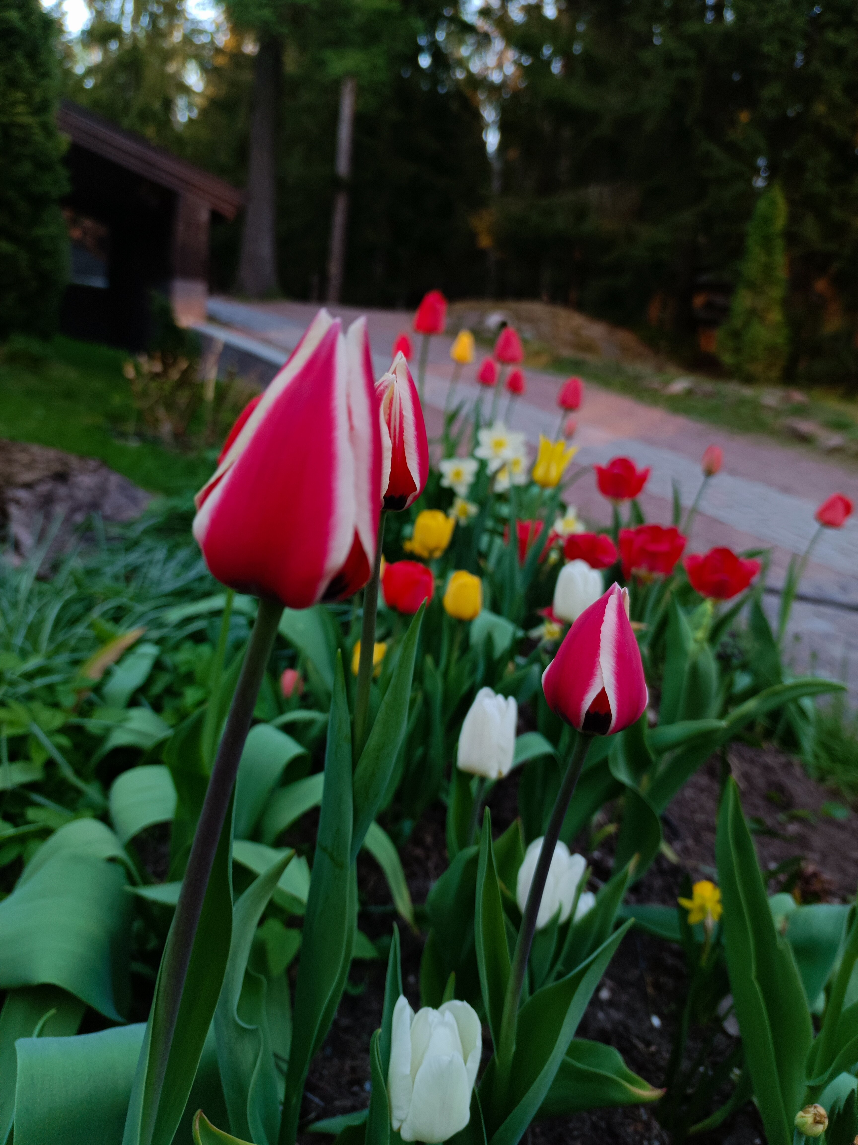 Фото Тапиола