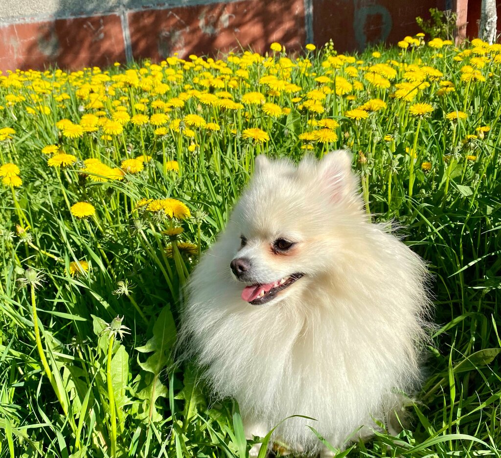 Pet shop Нептун, Polyarnie Zori, photo